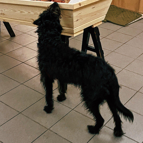 Hund_Trauer