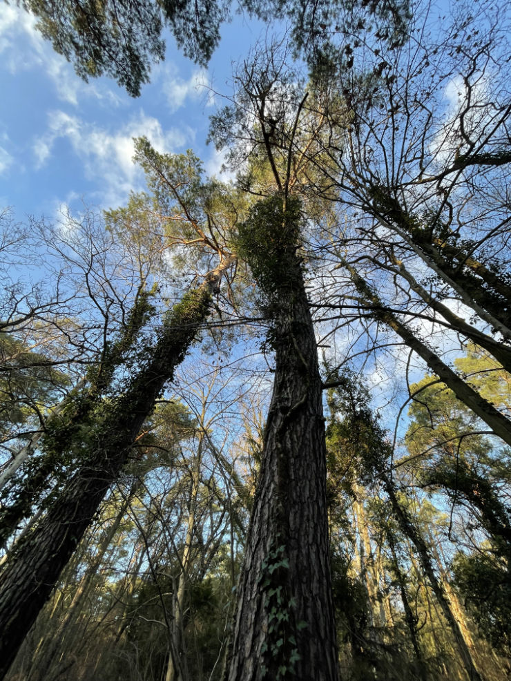 thetree-IMG_4142